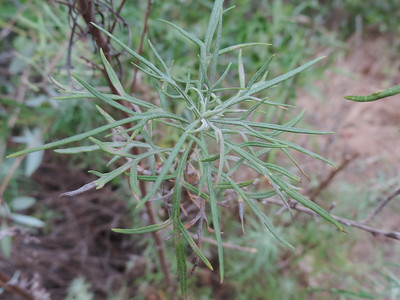Artemisia species (Sagebrush, wormwood, sagewort) - Sage
