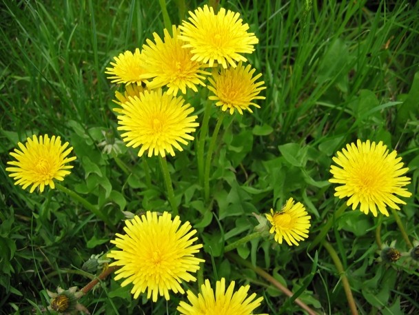 Dandelion - (araxacum officinale)