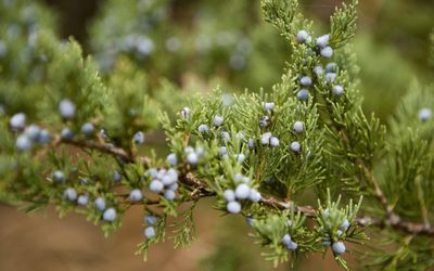 Juniperus species (junipers) - Juniper