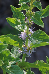 Mentha arvensis (field mint) - Mint